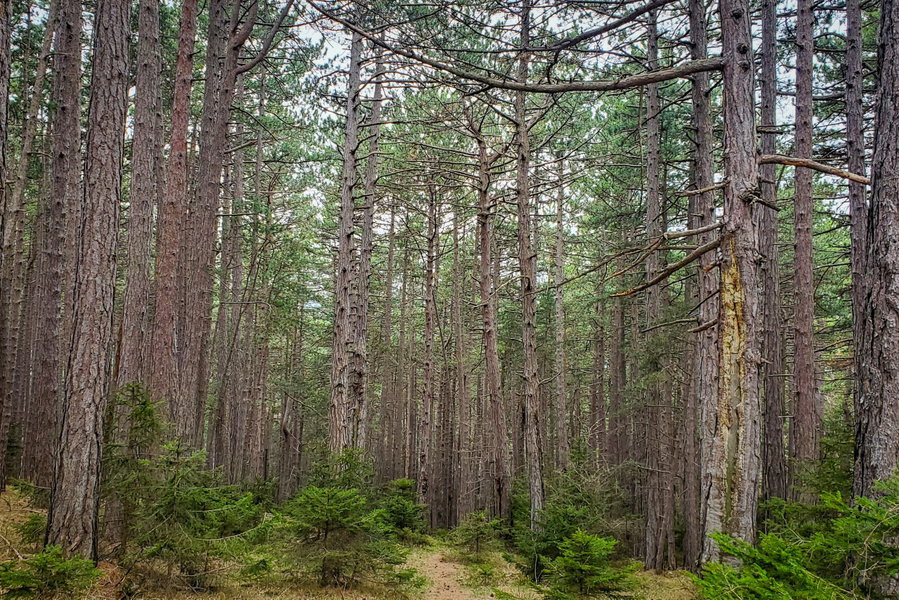 Ein letztes Mal durch den Wald durch. Foto: Linda Prähauser