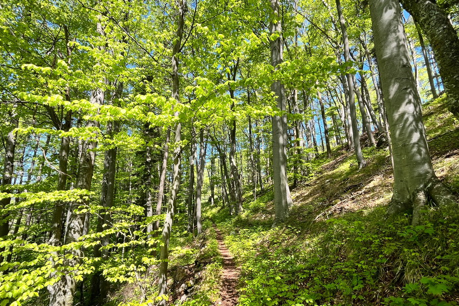 Saftig grüne Waldpfade. Foto: Birgit Matzinger