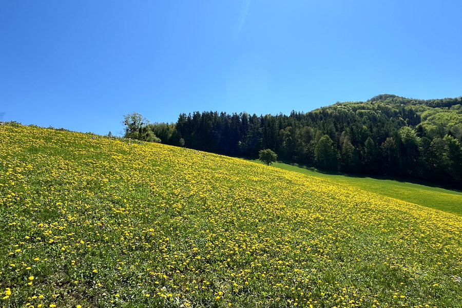 Löwenzahnmeer. Foto: Birgit Matzinger