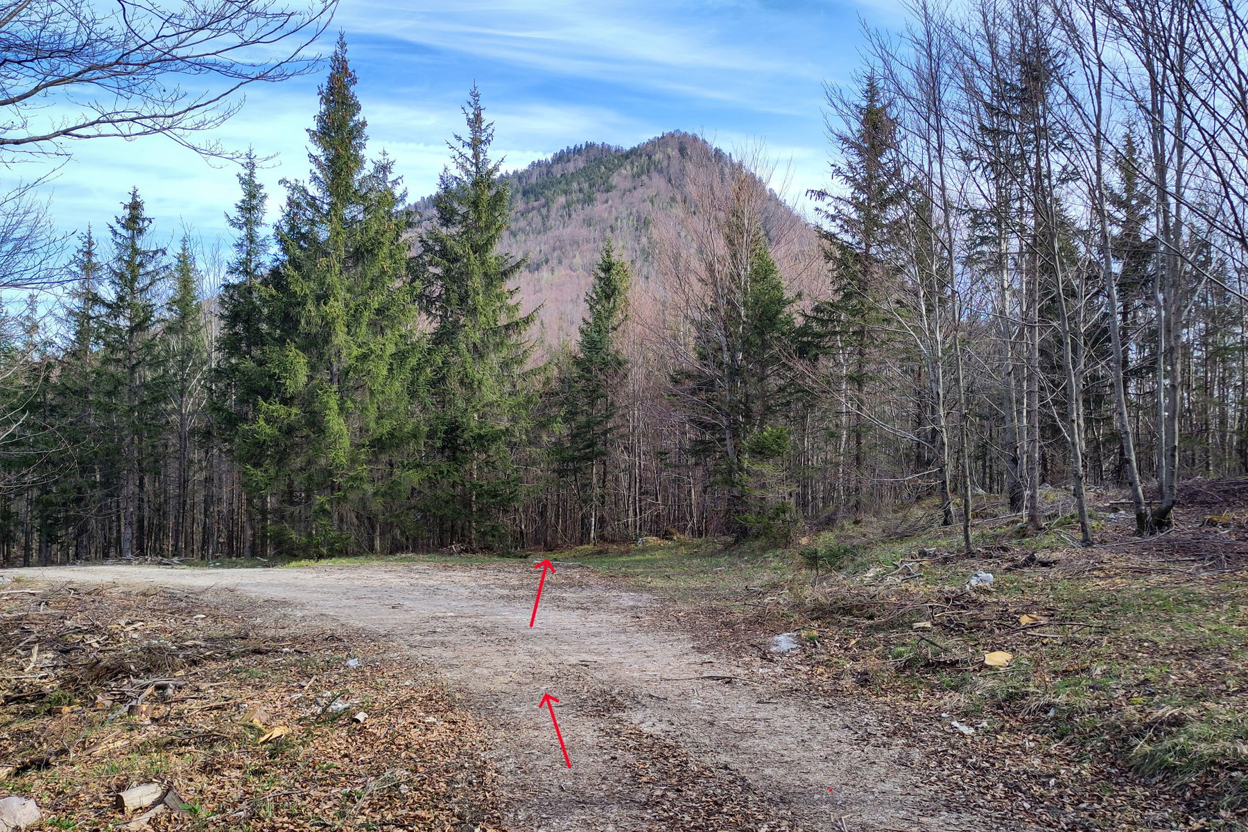 Von der Forststraße in die Grenzschneise – langsam dem Gipfel zu. Foto: Karl Plohovich