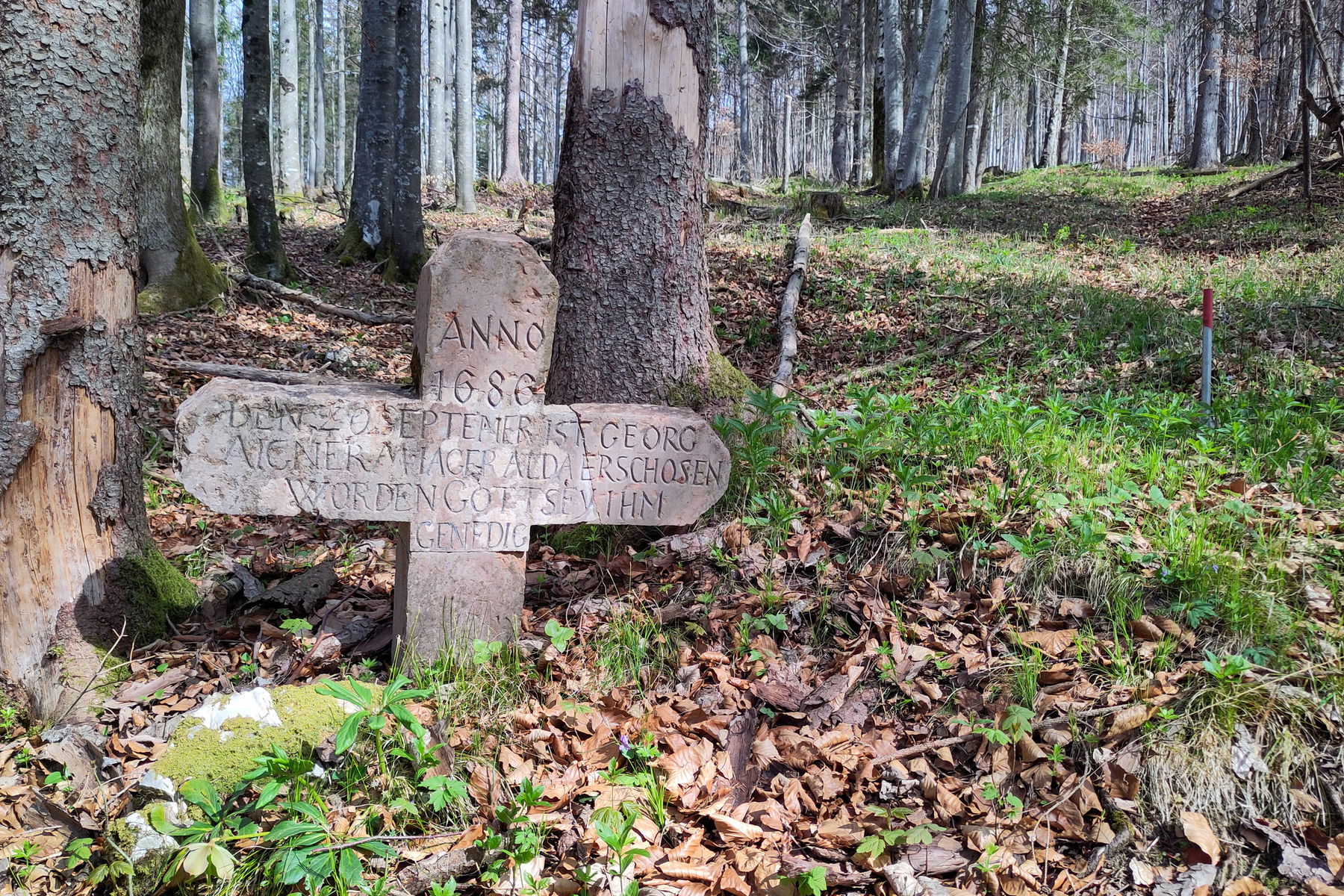 Das bemerkenswert-merkwürdige alte Kreuz am Schneisenrand. Foto: Karl Plohovich