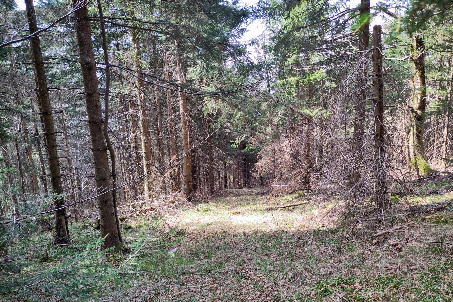 Der grasbewachsene Zugweg. Foto: Karl Plohovich