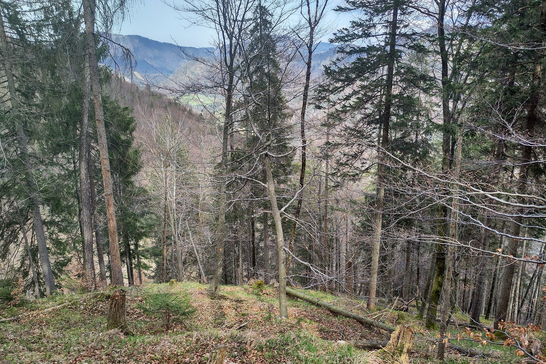 Kurzer, wegloser Abstieg durch den Hochwald. Foto: Karl Plohovich