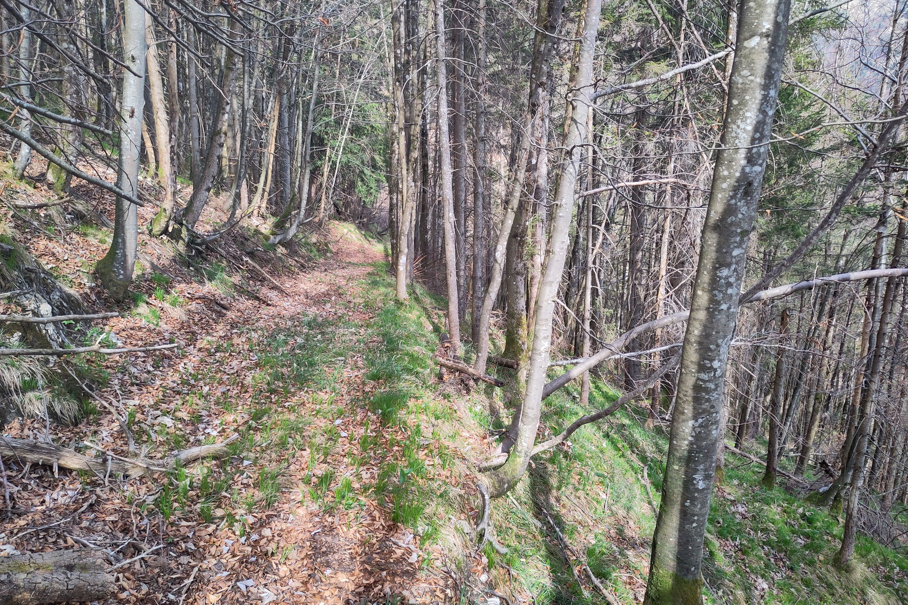 Der alte Zugweg. Foto: Karl Plohovich