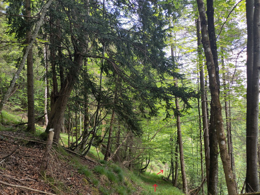 Der „Baum der Ewigkeit“ – eine prächtige Eibe (ca. 790 Meter). Foto: Karl Plohovich
