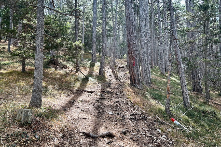 Waldweg auf den Gösing. Foto Veronika Schöll