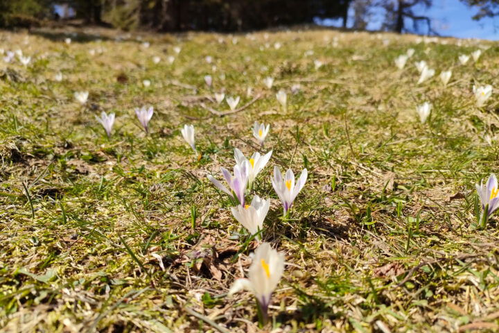Erfrischende Quelle und Krokus-Festspiele auf der Leonsbergalm. Fotos: Manfred Hinteregger
