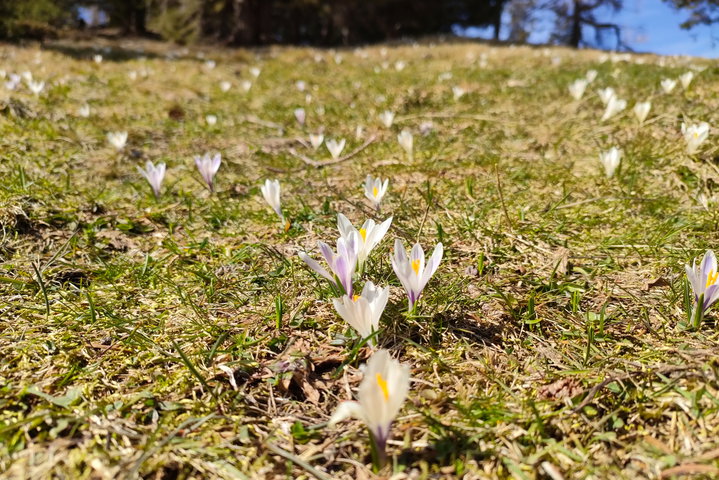 Erfrischende Quelle und Krokus-Festspiele auf der Leonsbergalm. Fotos: Manfred Hinteregger