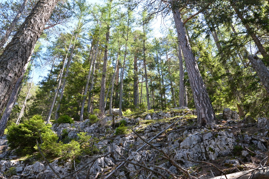 Foto: H. Sonntag