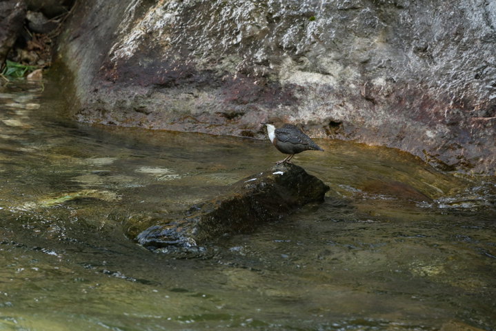 Bachlauf; Wasseramsel. Fotos: S. Eisele, F. Pröbstl