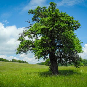 Wunderbarer Wiesen-Wienerwald