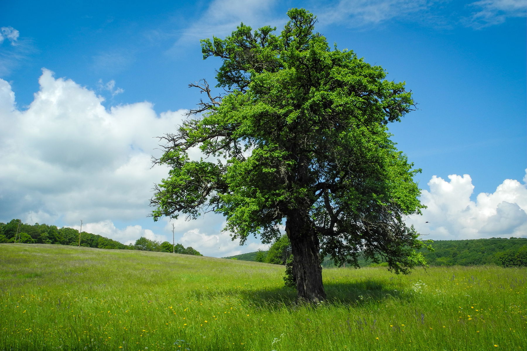 Wunderbarer Wiesen-Wienerwald
