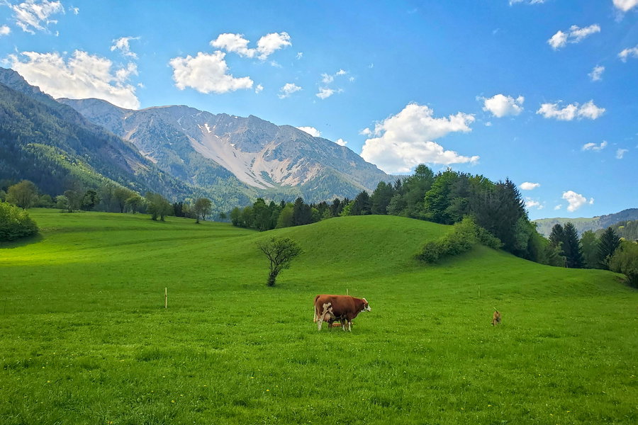 Fast in Schneebergdörfl angekommen erstreckt sich der Schneeberg vor mir und die Kühe grasen auf der saftig grünen Weide. Foto: Linda Prähauser