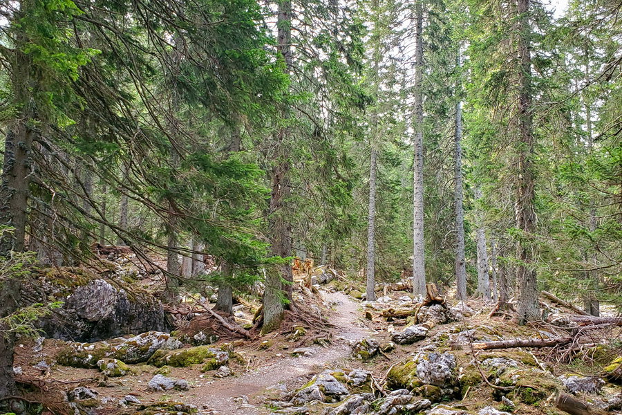 Der Märchen- und Fabel-Wald am Weg zur Kientalerhütte. In echt sieht es noch viel magischer aus. Foto: Linda Prähauser