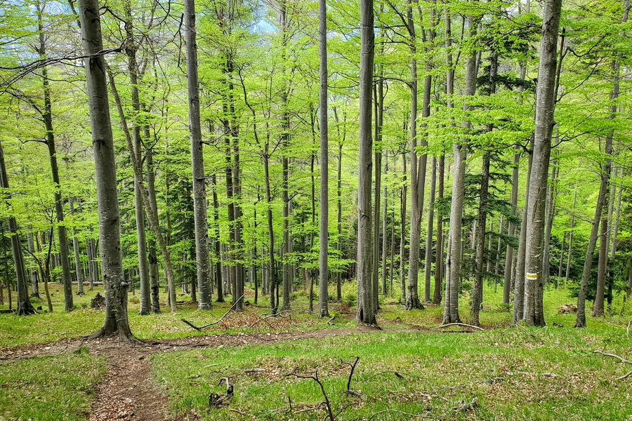 Der Abstieg zum Weichentalhaus durch den Wald (der Weg folgt der gelben Markierung). Foto: Linda Prähauser