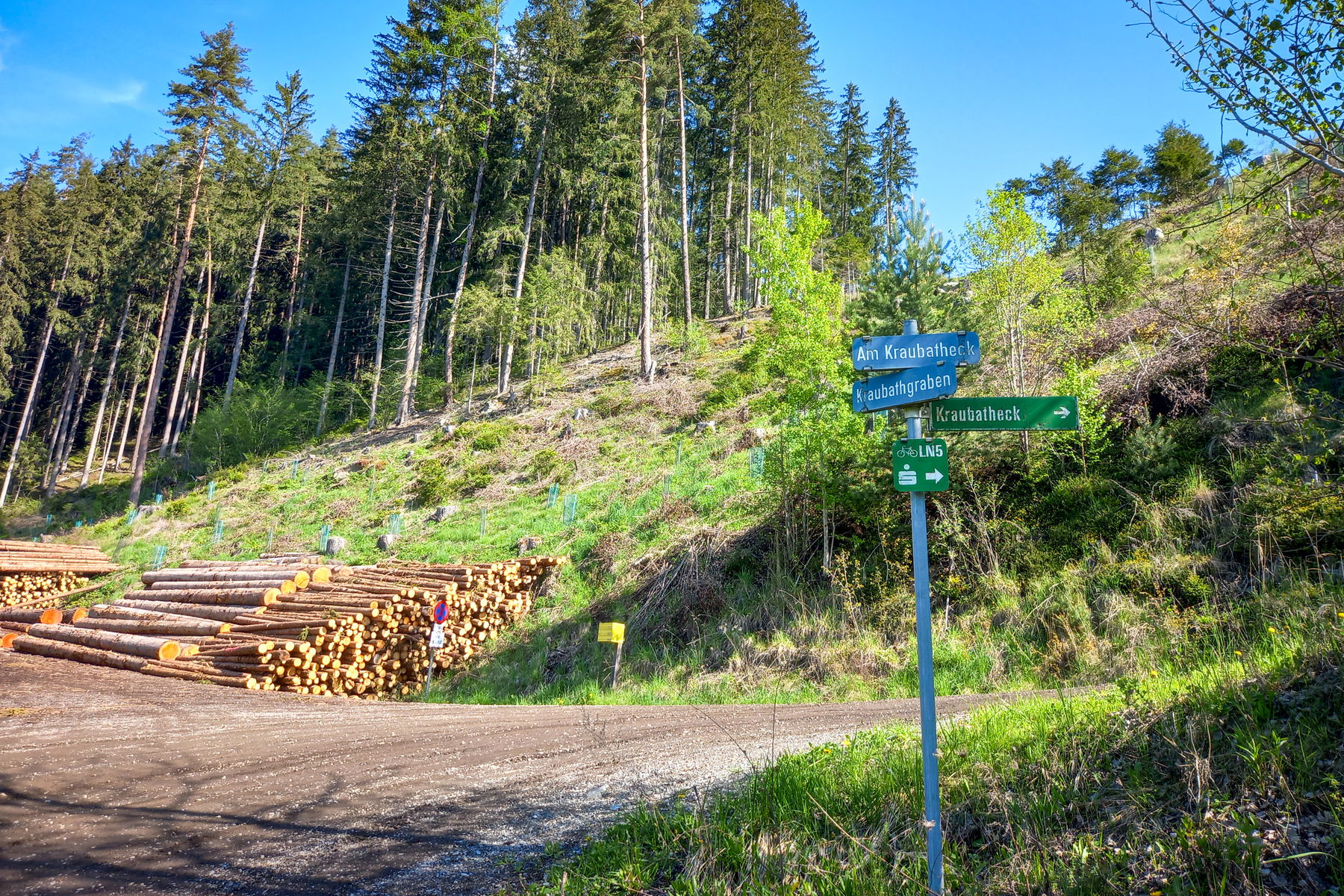 Rechts die Forststraße hinauf (Radfahren erlaubt). Foto: Martina Friesenbichler
