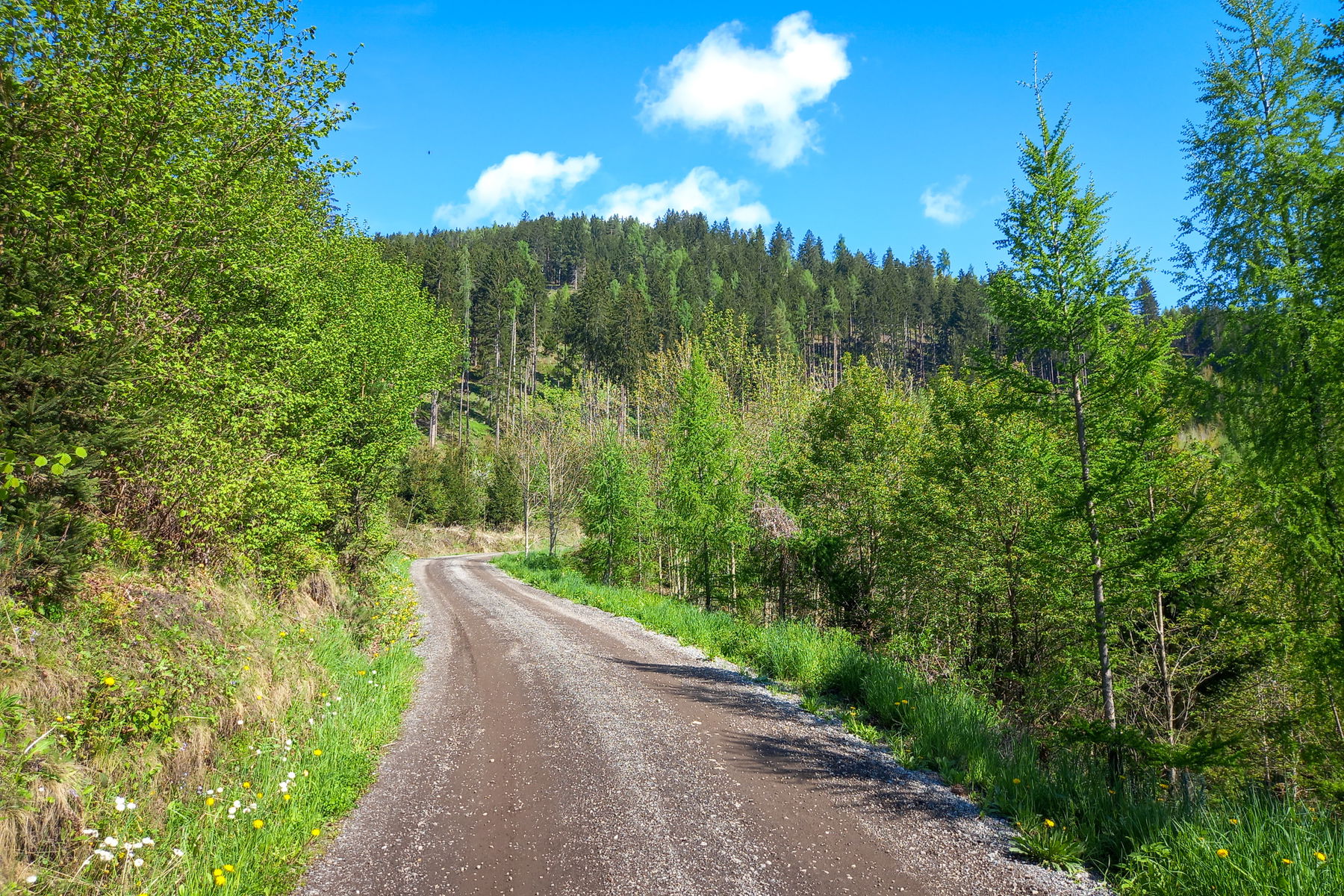 Der Forststraße bis zum Einstieg in den Berglasteig folgen. Foto: Martina Friesenbichler