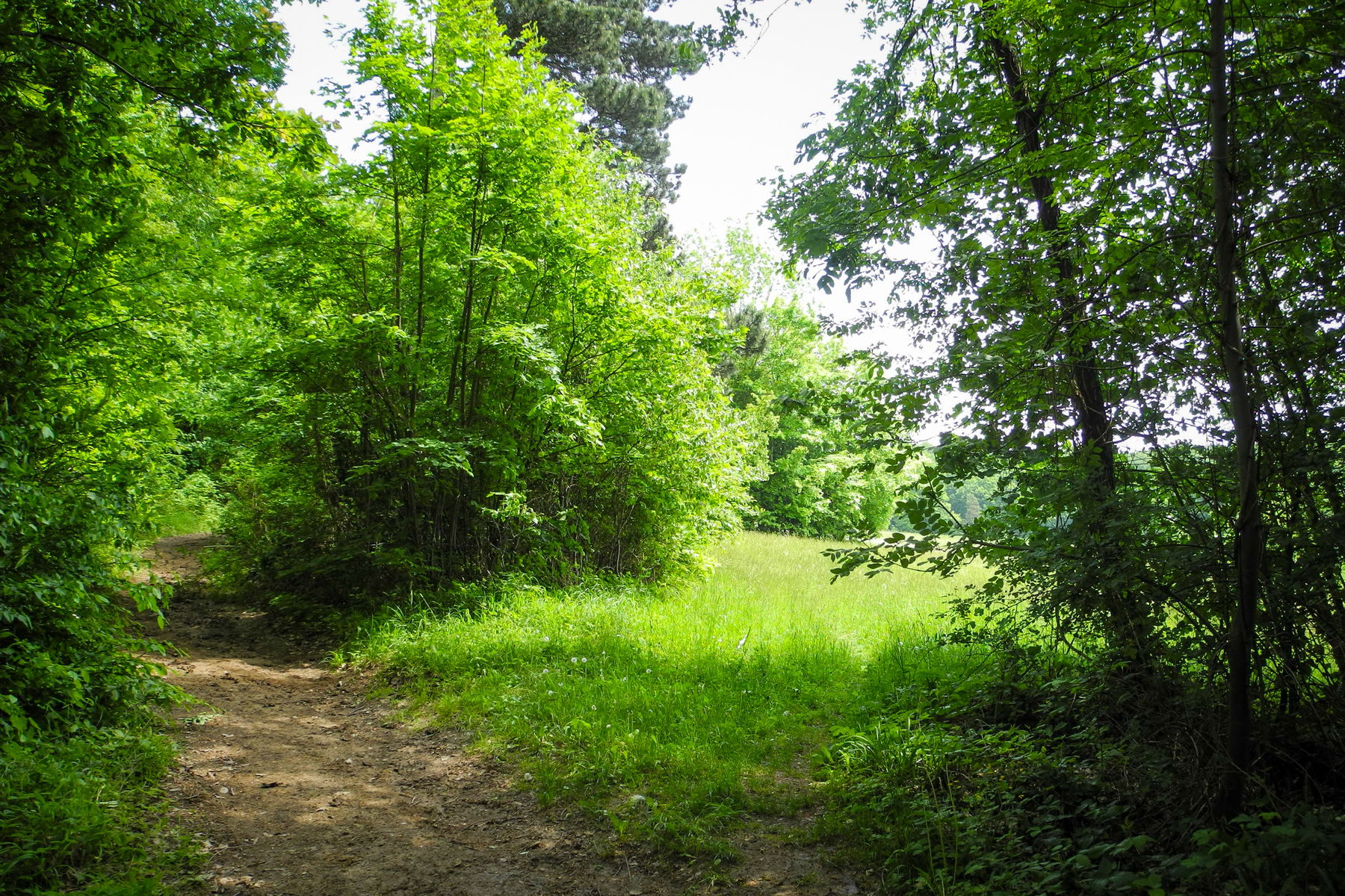 Wiesenweg zur Schöffelhütte. Foto: Barbara Wanzenböck