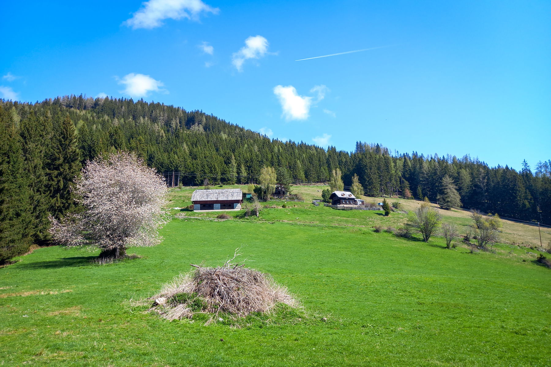 Saftiges Grün auf der Hoferalm. Foto: Martina Friesenbichler