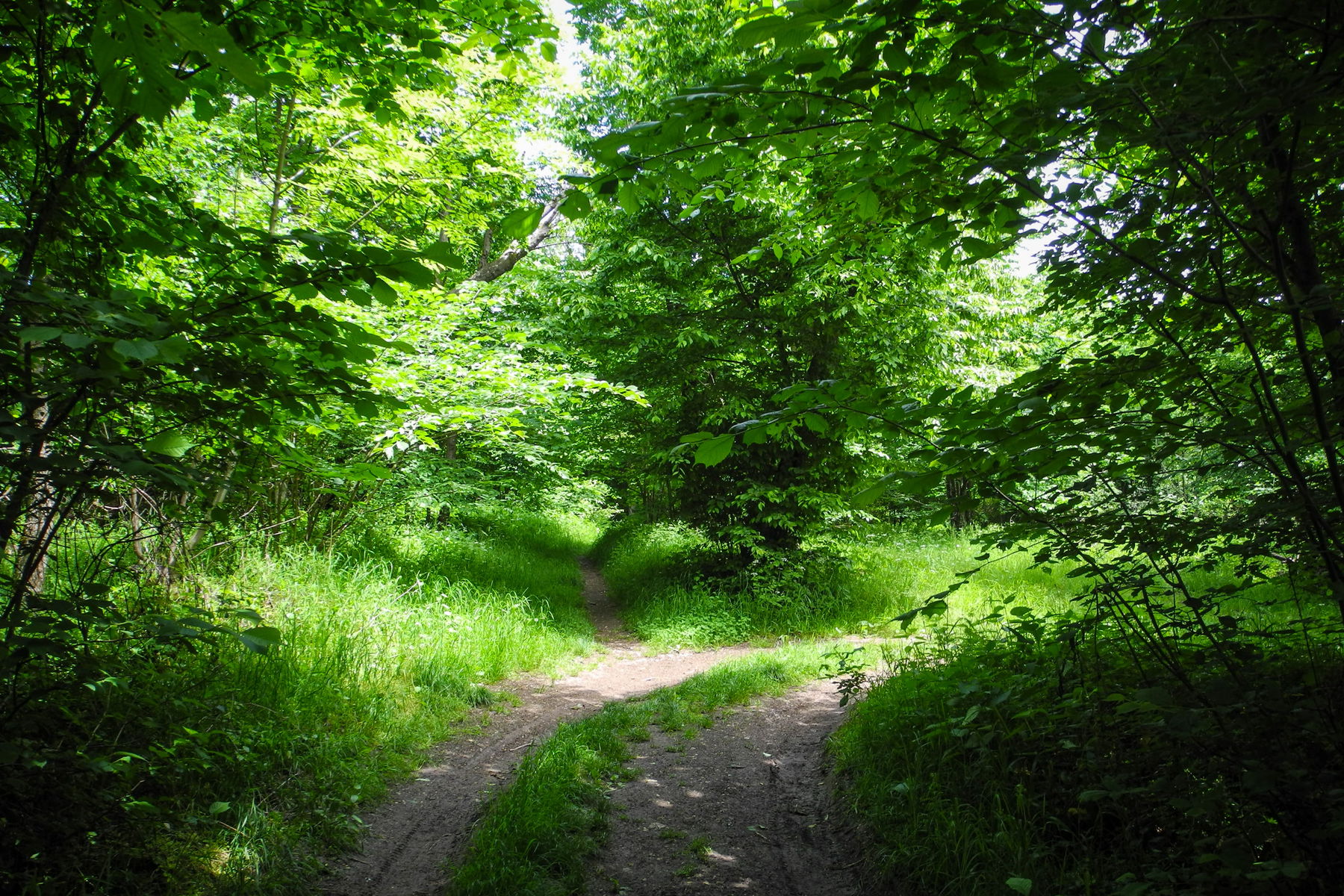 Waldwegerl zum Höllensteinhaus. Foto: Barbara Wanzenböck