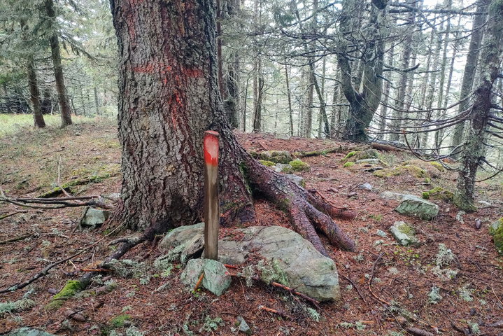 Hoch unspektakulär ist der Hohe Schilling. Spannender ist da schon ein Gallerttränen-Pilz an einem Fichtenstamm. Fotos: Manfred Hinteregger