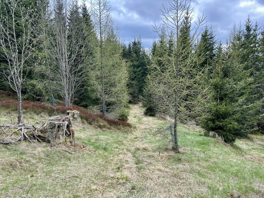 Wald! Foto Veronika Schöll