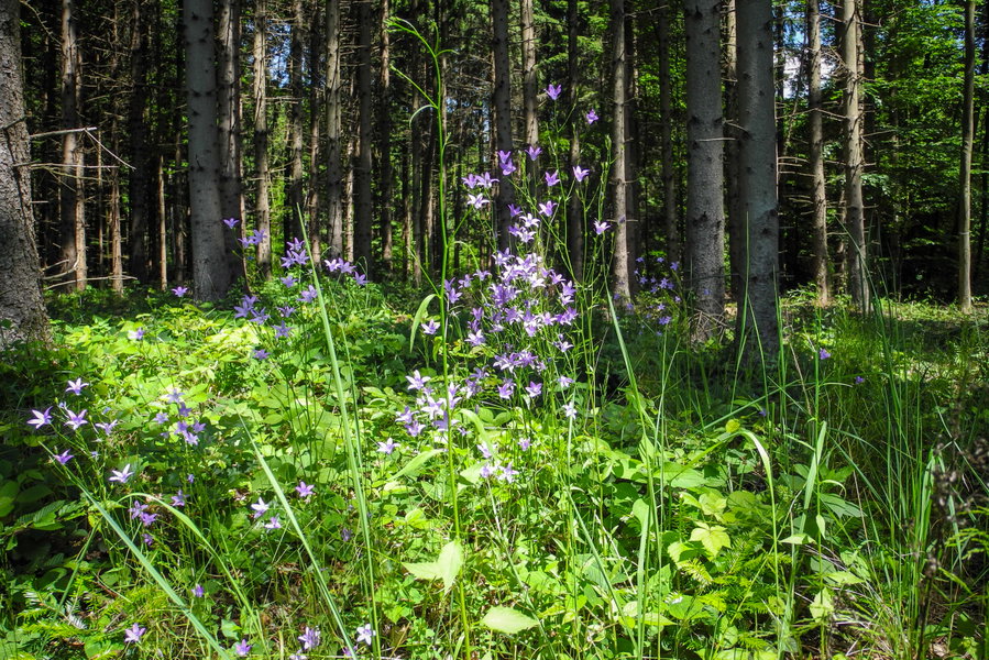 Die Glockenblumen sind einen kleinen Abstecher wert. Foto: Barbara Wanzenböck