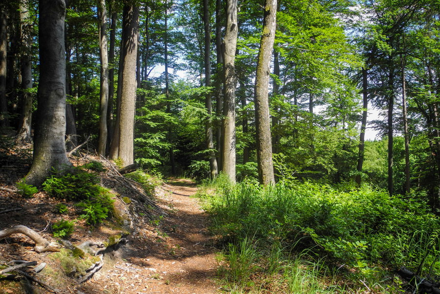 Waldwegerl über den Ameisberg. Foto: Barbara Wanzenböck