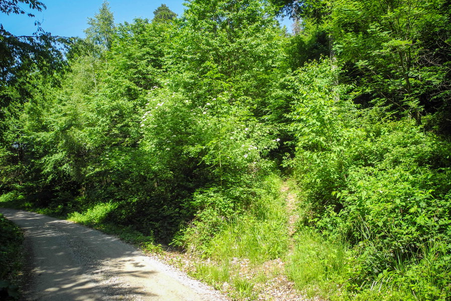 Versteckte Abzweigung von der Forststraße. Foto: Barbara Wanzenböck