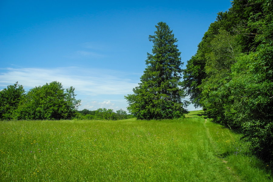 Wiesenwegerl in Richtung Rabenstein. Foto: Barbara Wanzenböck
