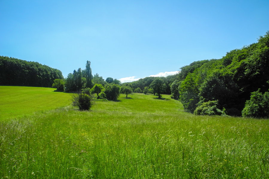 Blick zurück auf das Wäldchen, in dem sich die Ruine versteckt. Foto: Barbara Wanzenböck