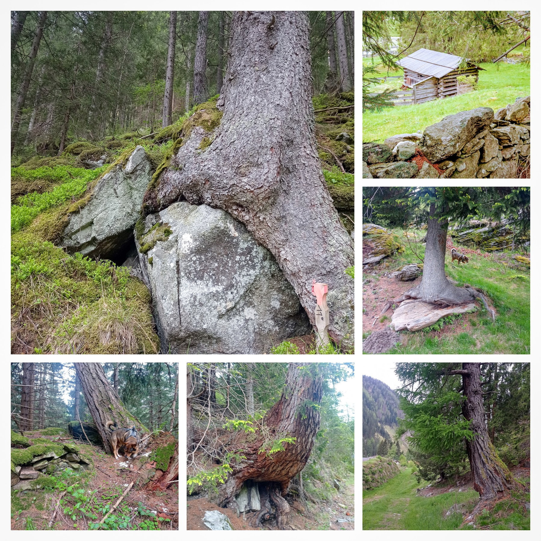 Unterwegs wachsen viele alte, knorrige Bäume. Fotos: Birgit Frank