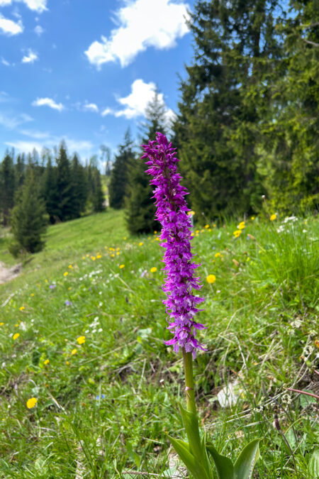 Blumenwiesen, Knabenkraut und ein Grazer. Foto Veronika Schöll