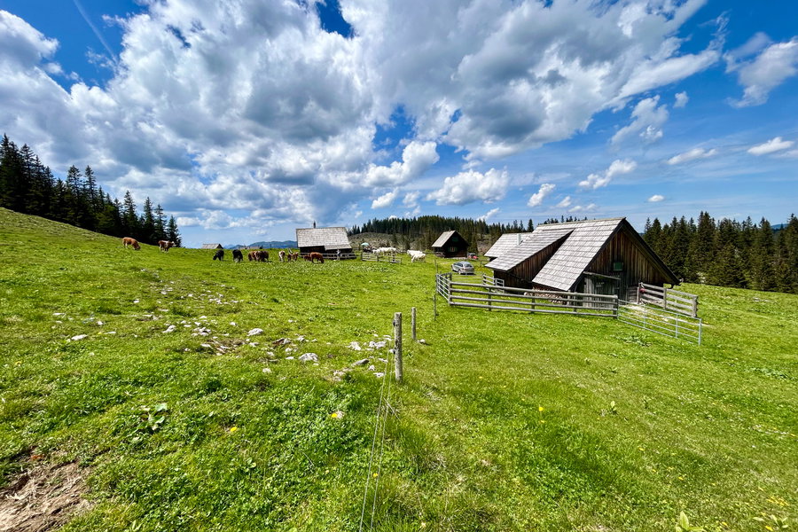Lachalm, Foto Veronika Schöll