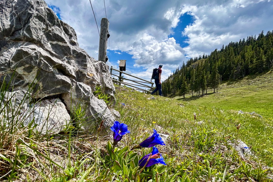 Enzian und Wegkreuz Lachalm. Foto Veronika Schöll