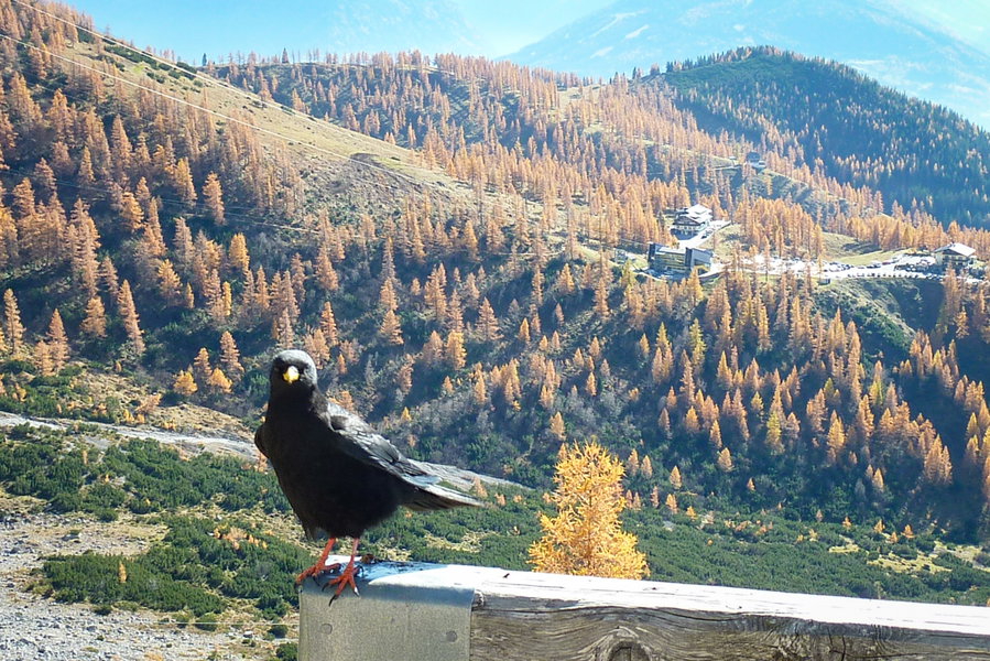 Auch die Alpendohle (?) scheint sich hier wohlzufühlen. Im Hintergrund der Ausgangspunkt der Tour an der Talstation der Gondelbahn. Foto: Siebenbrunner, POW AT
