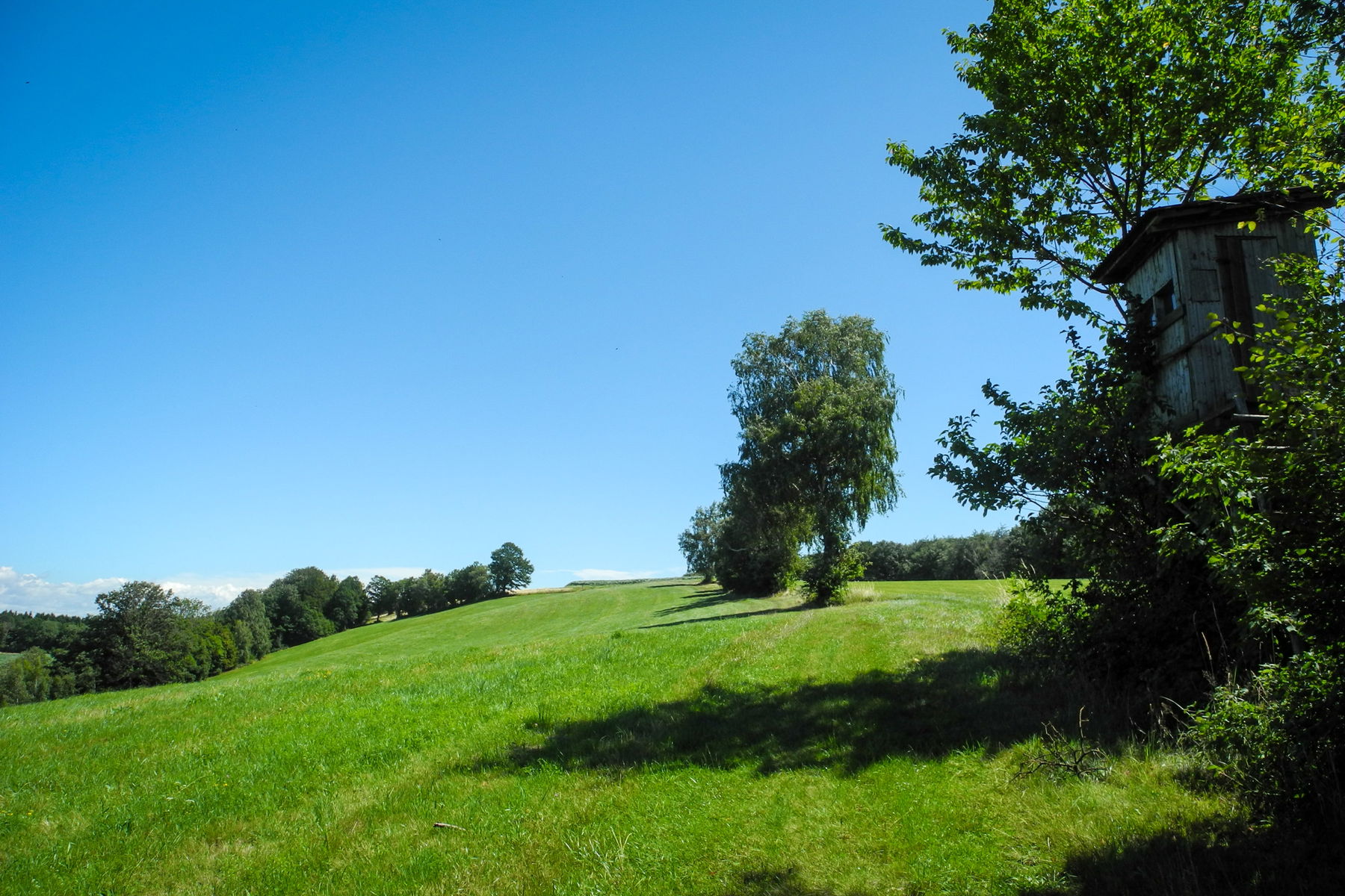 Der Feldweg ist zu einem kleinen Wiesenpfad geworden. Foto: Barbara Wanzenböck
