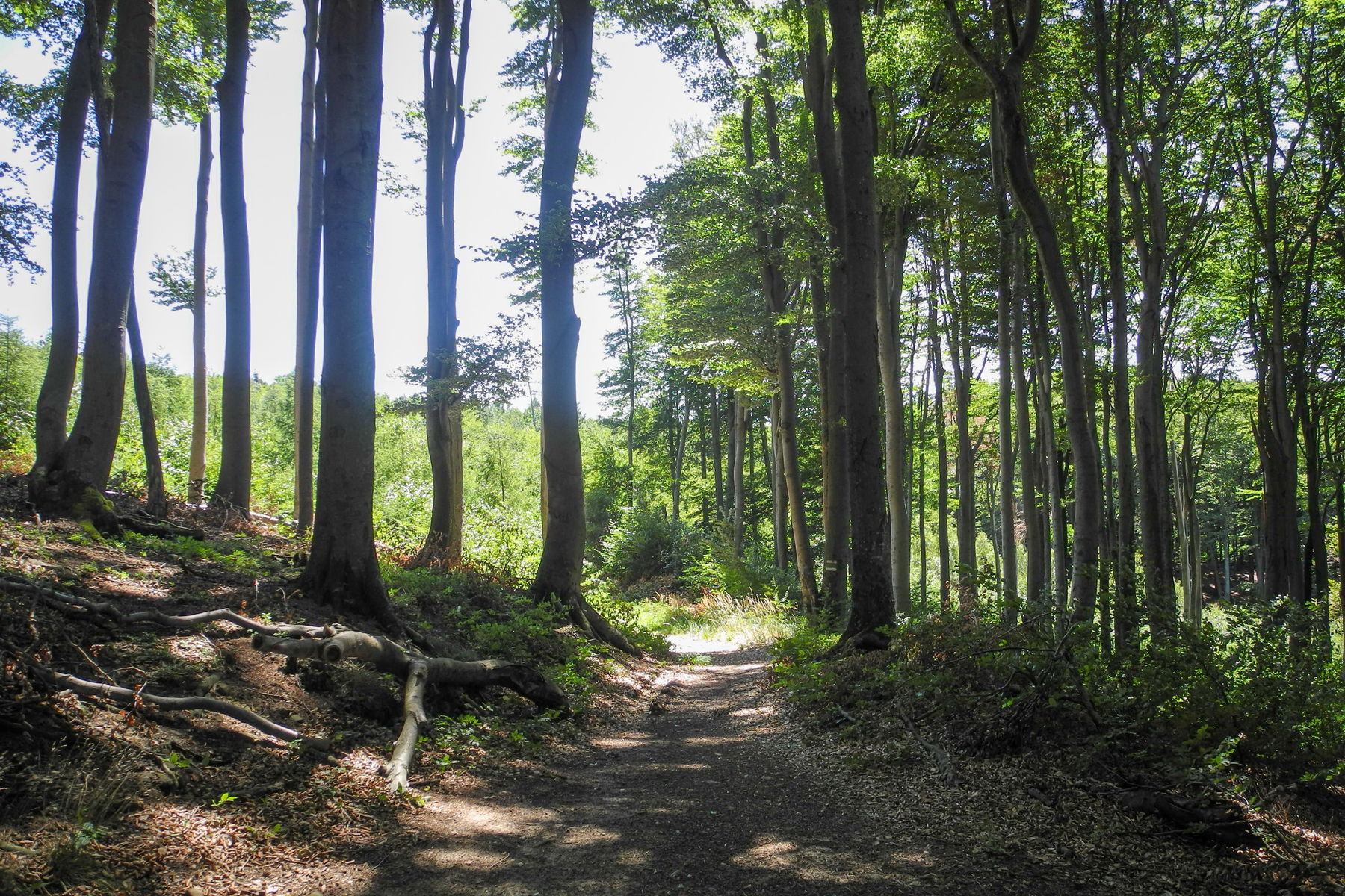 Schöner alter Laubwald. Foto: Barbara Wanzenböck