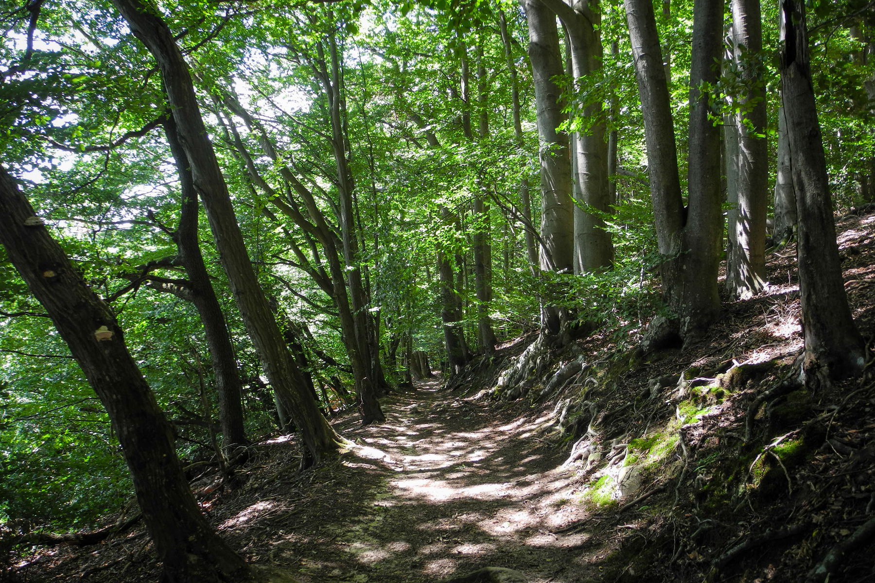 Wunderbare Waldlandschaften. Foto: Barbara Wanzenböck