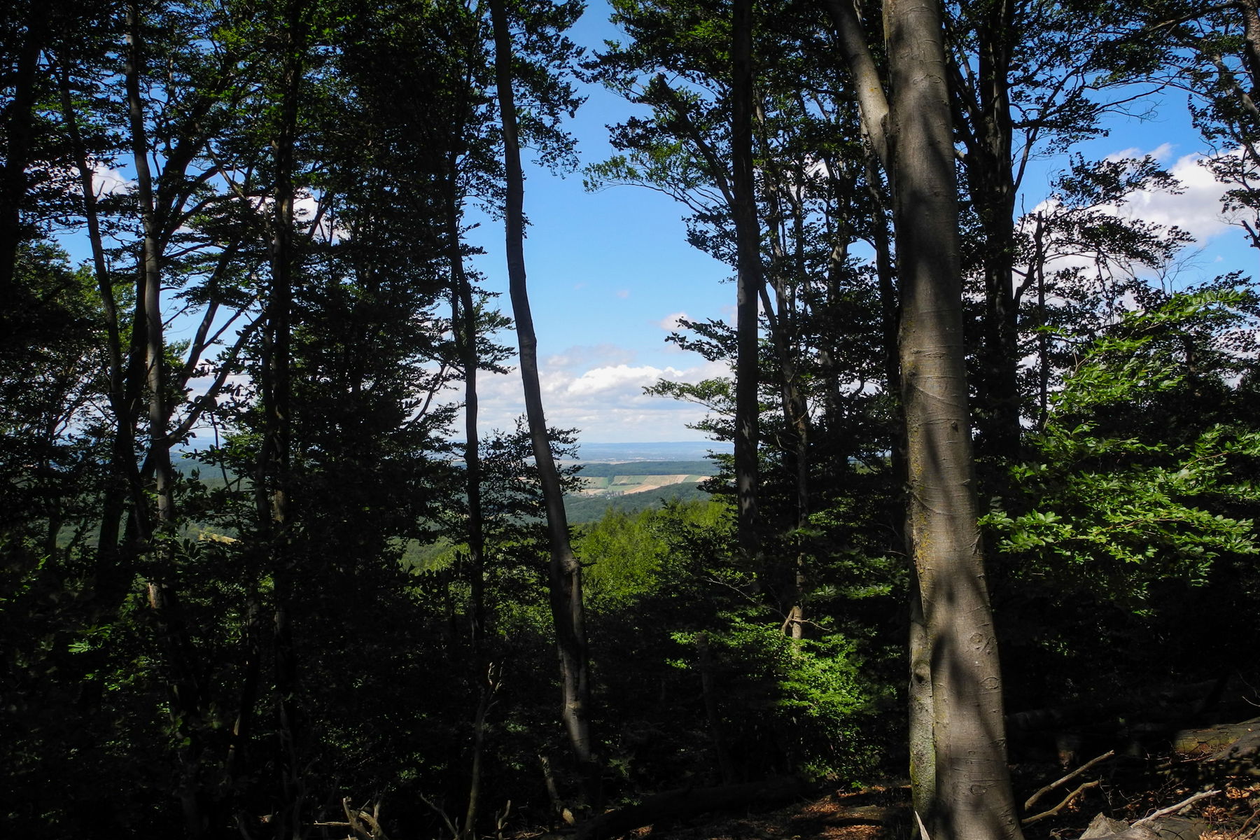 Blick durch den Wald ins Tullnerfeld. Foto: Barbara Wanzenböck