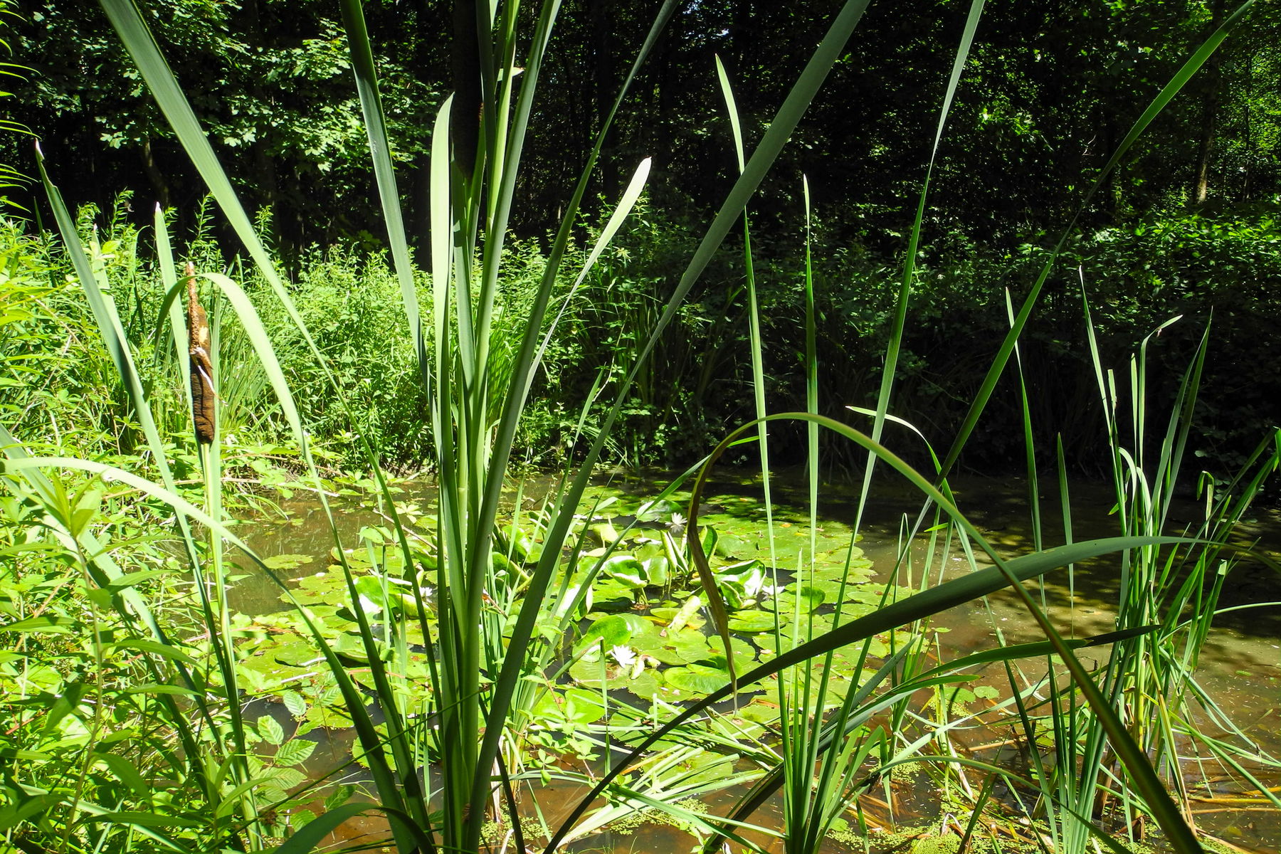Tümpel entlang des Weges auf den Stiefelberg. Foto: Barbara Wanzenböck