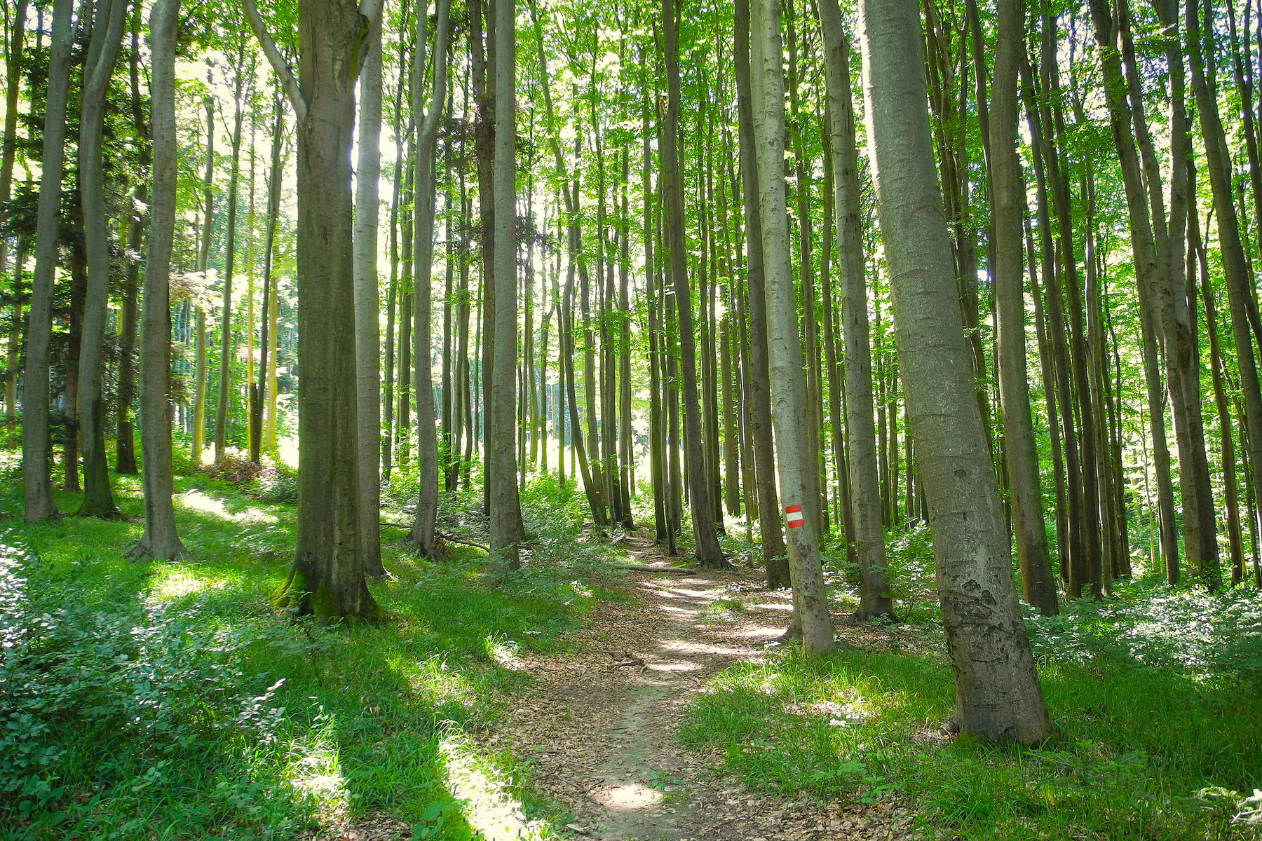 Am „großen“ Stiefelberg. Foto: Barbara Wanzenböck