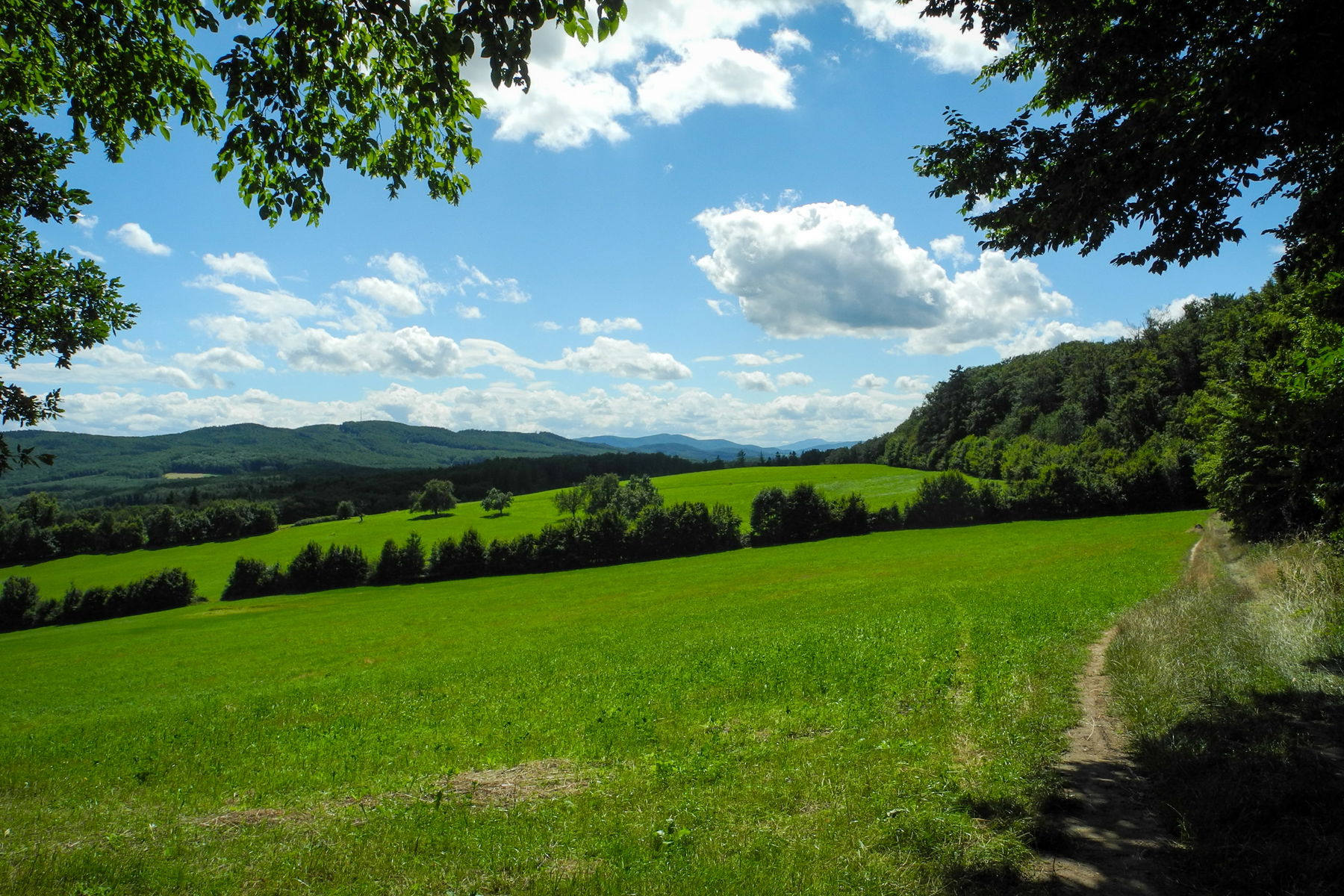 Wiesenrücken „Am Hagen“. Foto: Barbara Wanzenböck