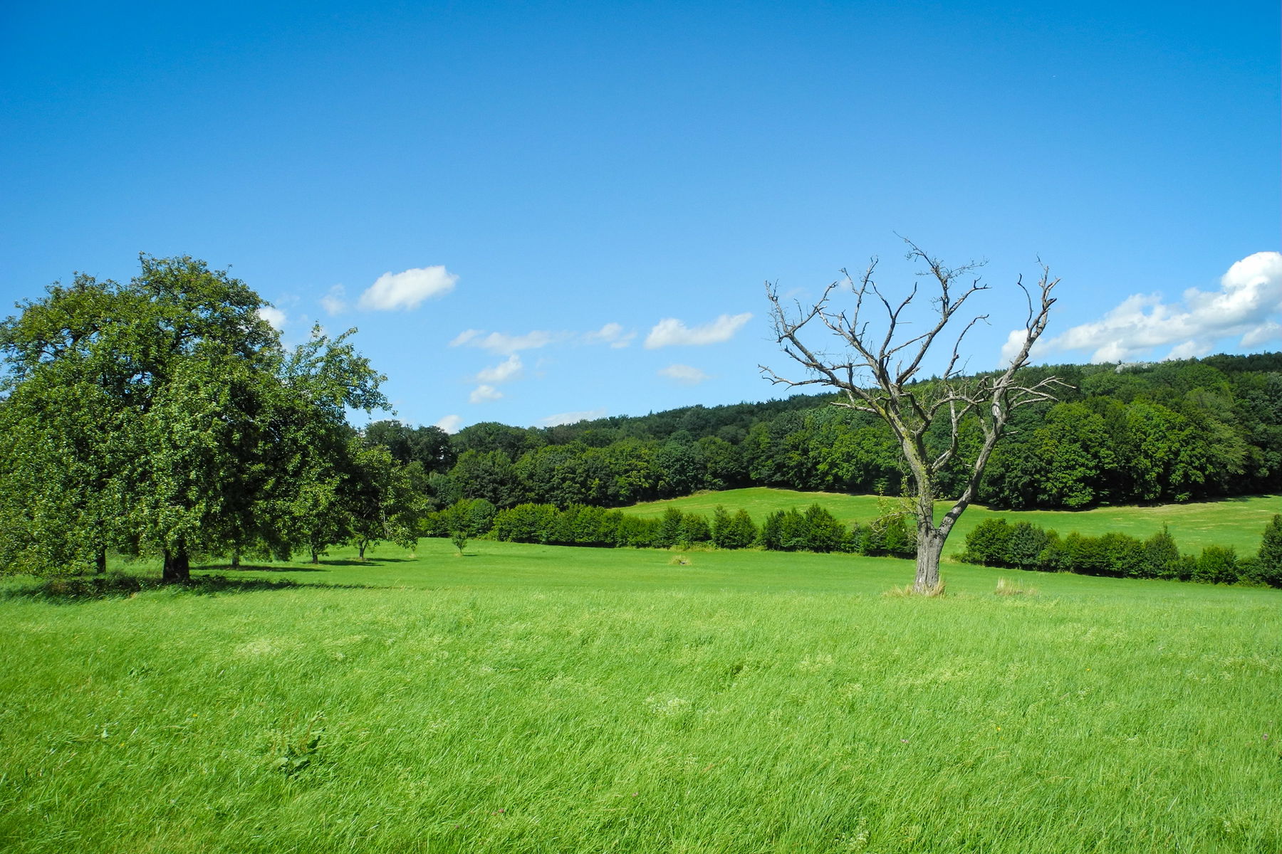 Alte Streuobstwiese. Foto: Barbara Wanzenböck