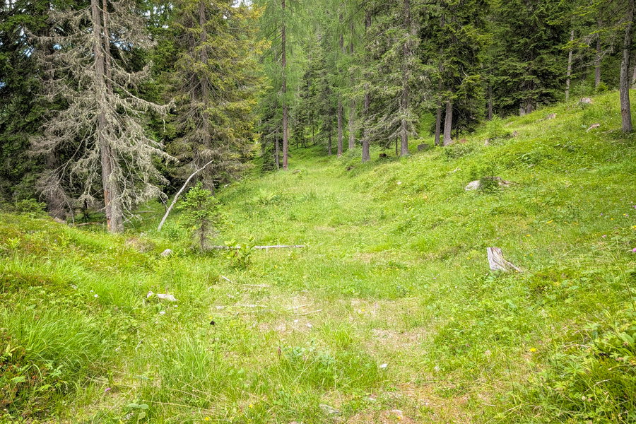 Abstieg auf einem verwachsenen Forstweg Richtung Eggeralm. Foto: Martin Heppner