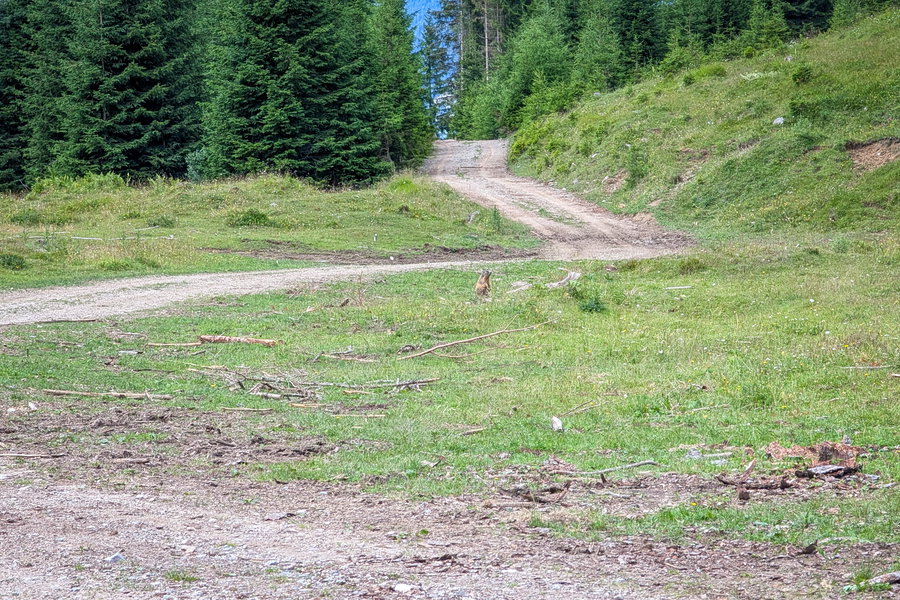 Auf der Eggeralm leben Murmeltiere. Foto: Martin Heppner