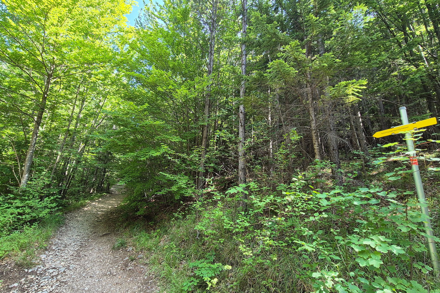 Langsam verlässt man die Forststraße und geht weiter bergauf im Wald. Das Naturfreundehaus Knofeleben ist gut Beschildert. Foto: Linda Prähauser