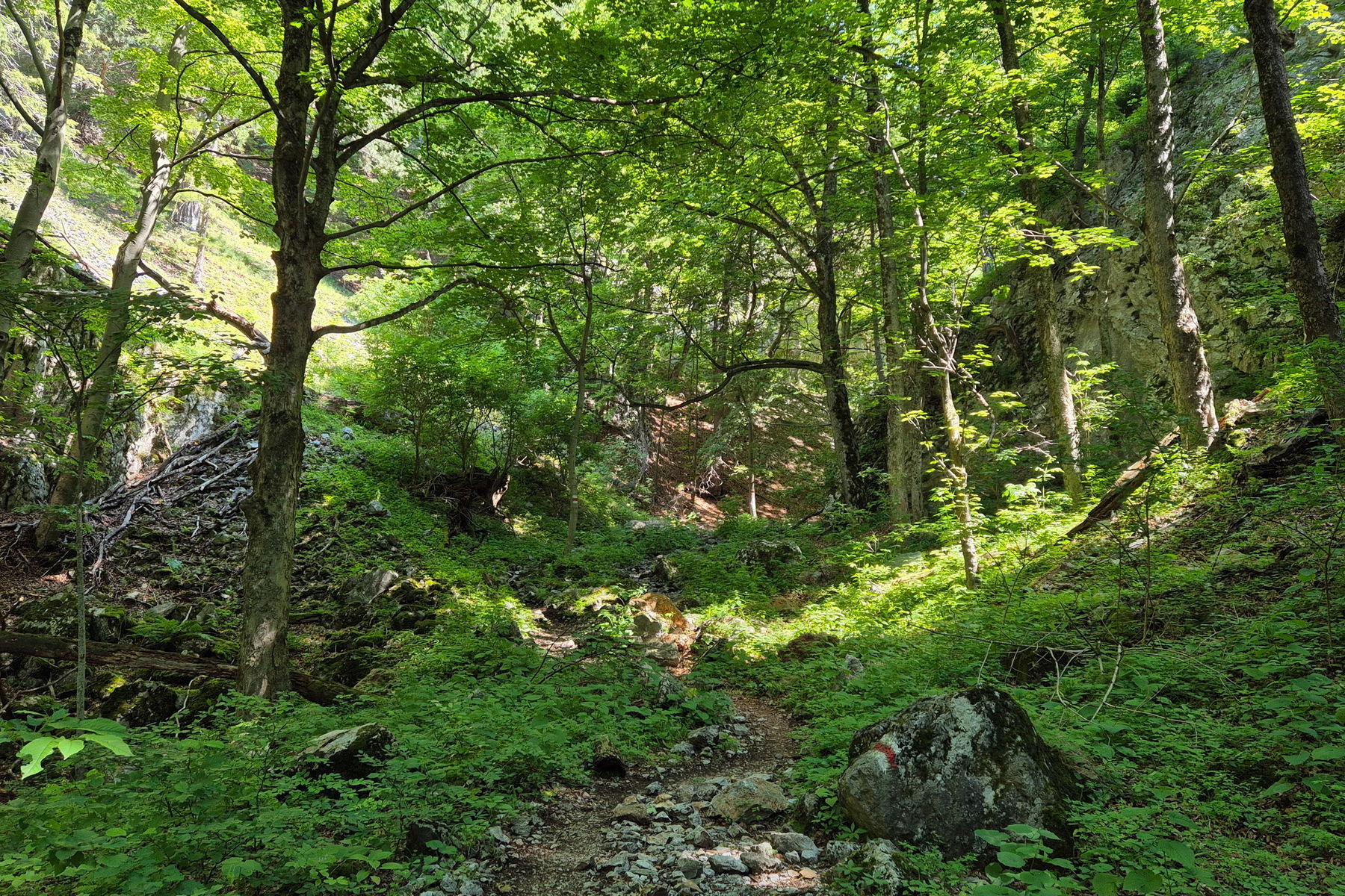 Der Weg hinauf zur Knofeleben ist schön schattig und bietet wirklich eine beeindruckende Flora. Foto: Linda Prähauser