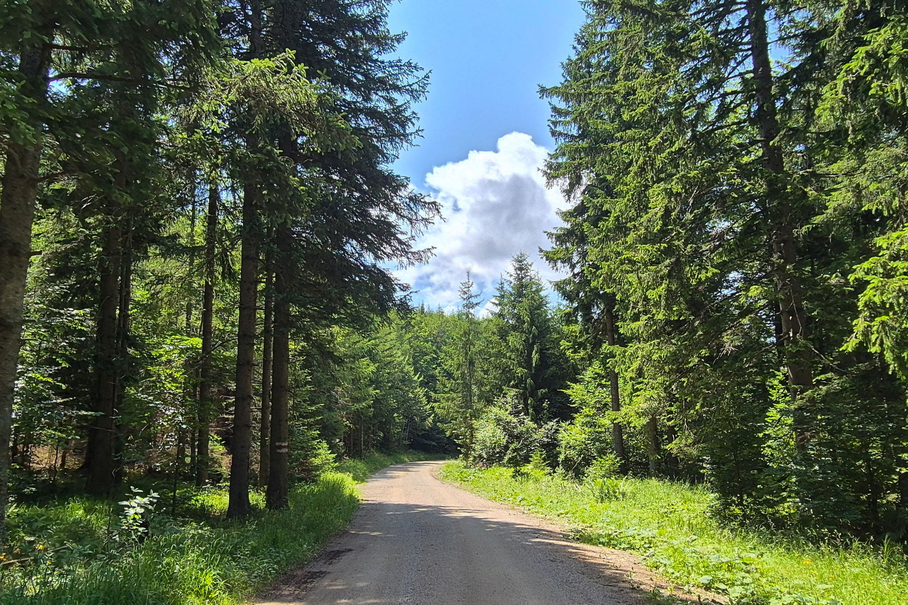 Entlang der gemütlichen Forststraße in Richtung Miesleitensteig und Kaiserbrunn. Foto: Linda Prähauser
