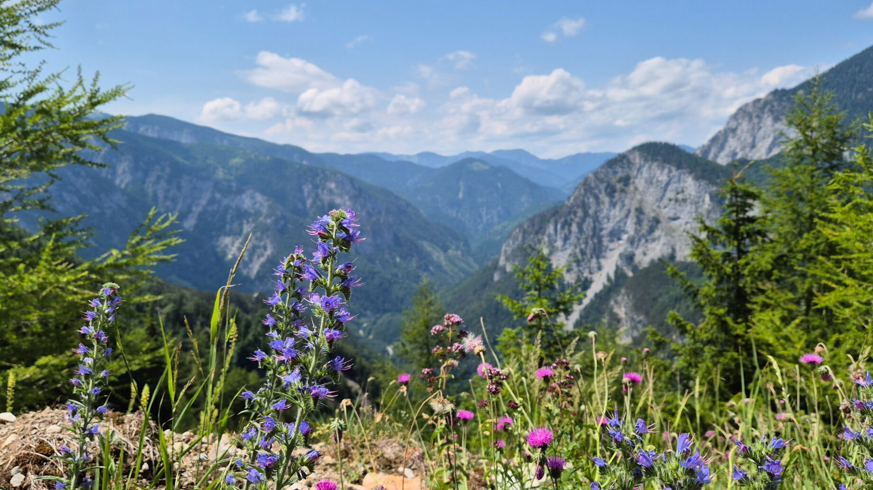 Ausblick über Berge und Blumen beim Abstieg. Foto: Linda Prähauser